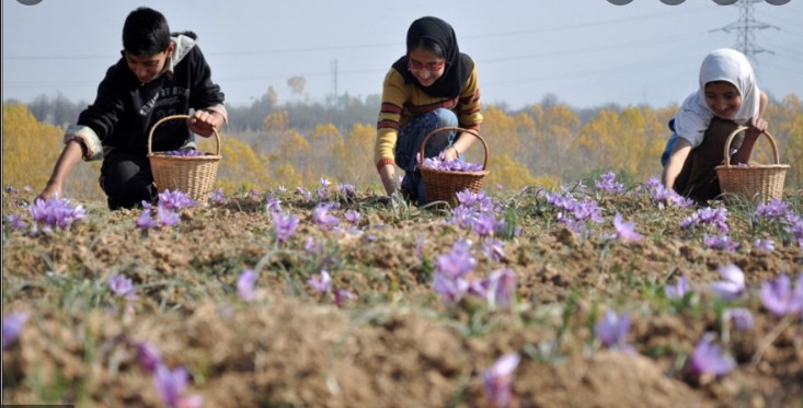 With the GI tag, Kashmiri Saffron gains more prominence in domestic, export markets